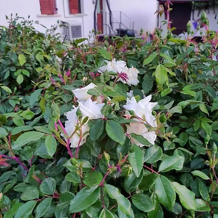 Kompleks wypoczynkowy Casa Rosa *