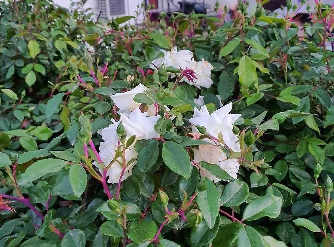 홀리데이파크 Casa Rosa *